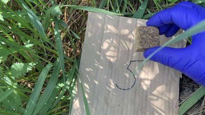 У Львівській громаді проводять осінню імунізацію лисиць від сказу