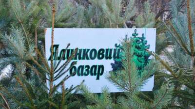 У Львові визначили дати і місця, де будуть продавати ялинки (ЛОКАЦІЇ)