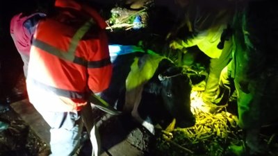 На Львівщині рятувальники витягнули корову з п'ятиметрового обриву