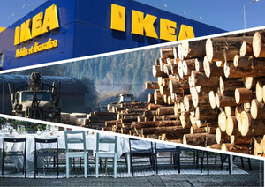 Скандал з "IKEA": шведську компанію звинуватили у продажу меблів із незаконно зрубаних буків українських Карпат