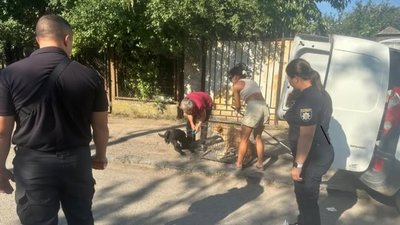 На Закарпатті поліція знайшла власницю собак, які нападали на людей