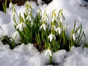 Екологи закликають не зривати та не купувати червонокнижні первоцвіти