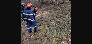 Біля Рівного дерево на смерть розчавило чоловіка (ФОТО)