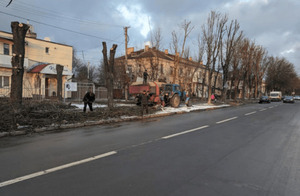 Обрізка дерев на Левандівці: мерія проведе розслідування