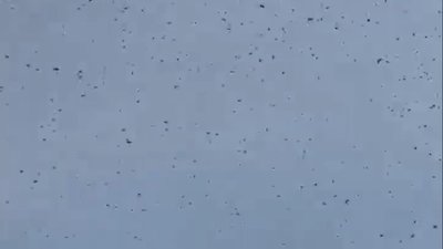 У Львові зафіксували нашестя комах (ВІДЕО)