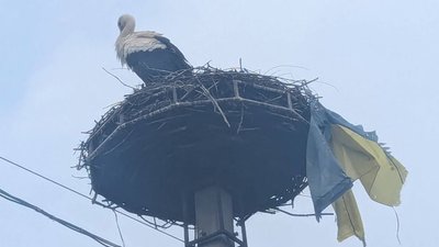 Лелека на Закарпатті приніс до гнізда прапор України