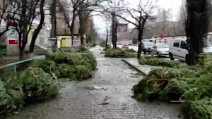 В Одесі підприємці викинули понад 5 тисяч ялинок