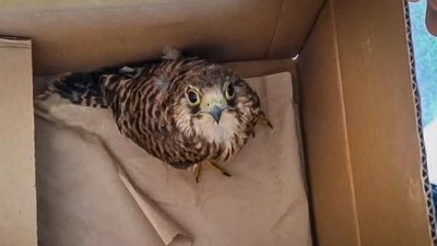 У Львові небайдужі з патрульними врятували хижого птаха (ВІДЕО)