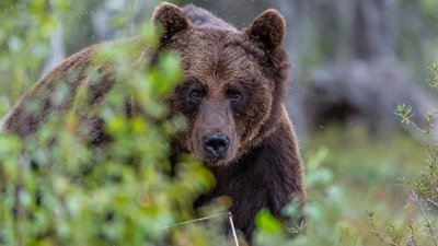 Туристів попереджають, що у горах на Закарпатті може бути ведмідь, який напав на румунських туристів