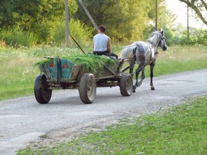 На Львівщині п'яний фірман отримав важкі травми внаслідок падіння з возу під копита коням