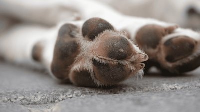 У Львові поліція розслідує ймовірне вбивство двох собак