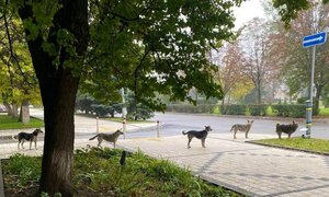 У Краматорську безпритульні собаки слухняно вишикувалися у чергу до станції годування (ФОТО)