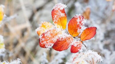 Увага! На Львівщині очікуються заморозки