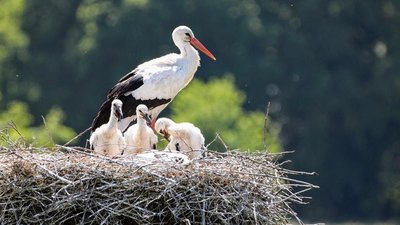 Мешканці села під Львовом врятували лелек, що гніздились на дротах під напругою