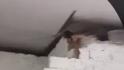 На Львівщині діти знущалися з кошеня (ВІДЕО)