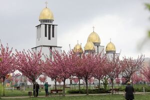 Цвітіння сакури: парк Івана Павла ІІ "потопає" у рожевому цвіті японської вишні (вражаючі фото)