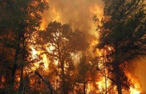 Пожежа лісу поблизу Чорнобильської зони: КМДА закликає не панікувати