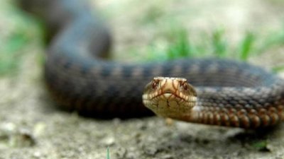 На Львівщині змія напала на юнака з Тернопільщини