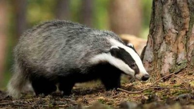 На Львівщині зафіксували перший цього року випадок сказу у дикого борсука