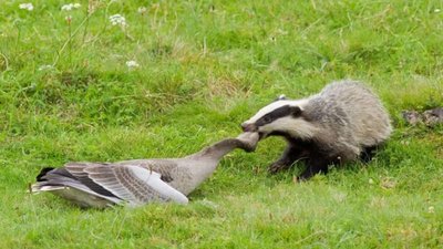 На Львівщині зареєстровано сказ у дикого борсука і коня