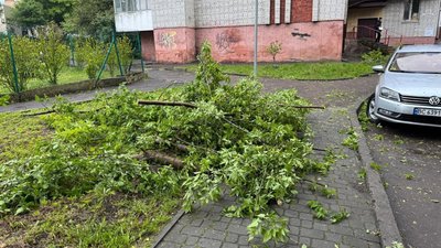 У Львові гілки впали на автомобіль