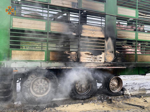 На Львівщині під час руху спалахнула вантажівка, в якій перевозили 170 свиней (ФОТО) 