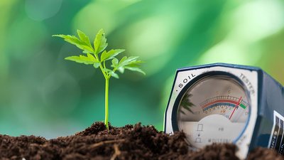 Кислотність ґрунту: як визначити pH і змінити його?