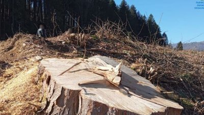 На Стрийщині судитимуть чоловіка за незаконну порубку лісу на 260 тис. грн