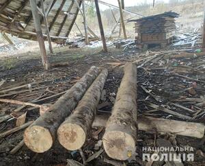 На Львівщині виявили незаконно зрубані дерева (фото)