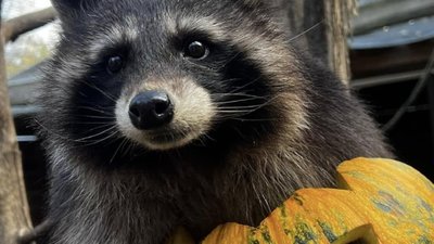 Львівʼян закликають приносити гарбузи до “Домівки врятованих тварин”