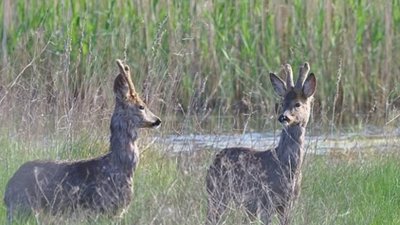 На Львівщині вбили двох козуль
