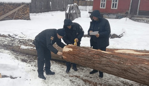 На Львівщині виявили незаконну вирубку лісу (фото)