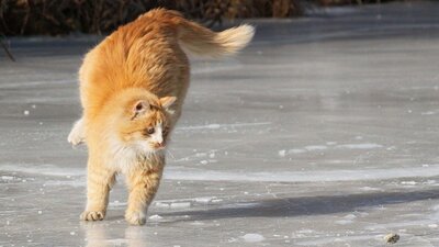 У низці областей 8 грудня буде небезпечна погода - Укргідрометцентр (КАРТА)