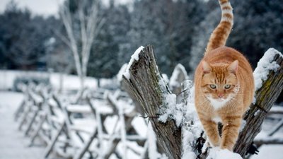 Якою буде погода у Львові та області завтра, 7 січня