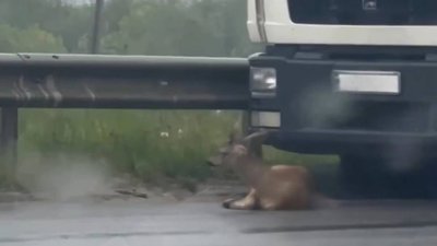 На об’їзній Львова вантажівка збила козулю (ВІДЕО)