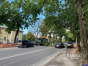 У Львові дерево впало на проїжджу частину вулиці, рух ускладнено (ФОТО)