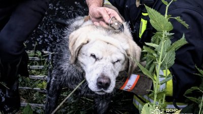 Біля Львова рятувальники дістали з канави собаку