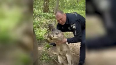 На Рівненщині поліцейські врятували косулю