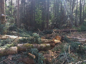 На Старосамбірщині високопосадовці прикривали незаконну рубку лісу (ФОТО)