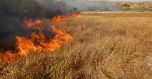 На Львівщині з початку року сталося 2 765 пожеж в екосистемах