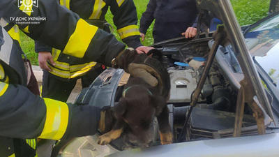 На Львівщині врятували собаку, який застряг в моторному відсіку автомобіля (ФОТО)