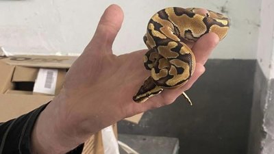 У пункті пропуску «Шегині» митники виявили королівського пітона