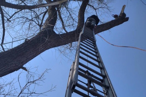 У Львівській області рятувальники допомогли чоловіку, який не міг злізти з дерева