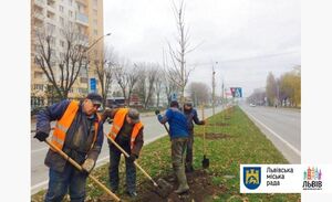 У Львові взялись за озеленення - висаджено нові дерева та кущі форзиції (фото)