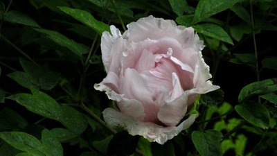 Яким буде день у Львові та області завтра, 26 травня