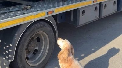 На Львівщині службовий спанієль знайшов у машині кокаїн