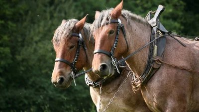 Коні влаштували ДТП на Львівщині: власника воза оштрафували за пошкодження двох авто