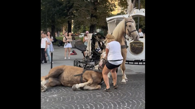 У центрі Львова знепритомнів кінь (ВІДЕО)