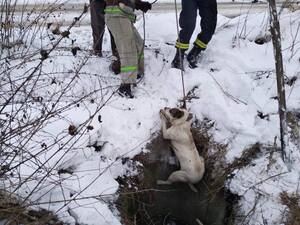 З допомогою мотузок: на Львівщині дві безпорадні тварини опинилися у закинутому колодязі (фото)