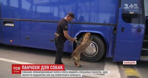 Спеціальні шкарпетки одягають собакам-прикордонникам на Львівщині (відео)